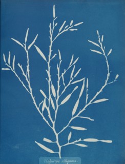 Halydrys siliquosa, ca. 1853.