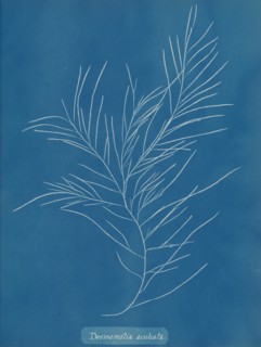 Desmarestia aculeata, ca. 1853.