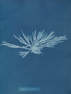 Dictyota dichotoma, ca. 1853.