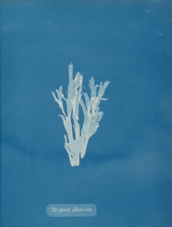 Dictyota atomaria, ca. 1853.