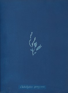 Cladostephus spongiosus, ca. 1853.