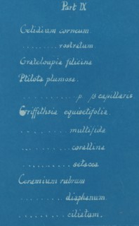 Part IX, from Photographs of British Algae: Cyanotype Impressions, ca. 1853.