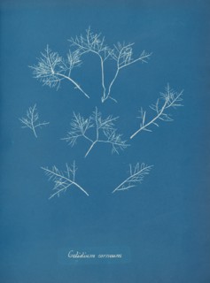 Gelidium corneum, ca. 1853.