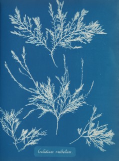 Gelidium rostratum, ca. 1853.