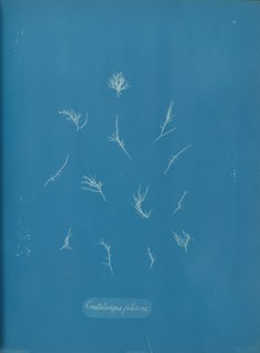 Grateloupia filicina, ca. 1853.
