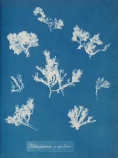 Ptilota plumosa. ß capillaris, ca. 1853.