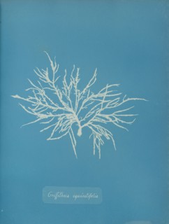 Griffithsia equisetifolia, ca. 1853.