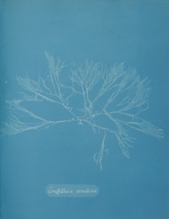Griffithsia corallina, ca. 1853.