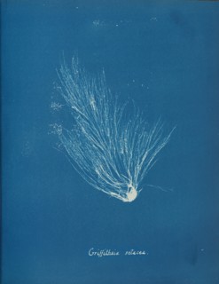 Griffithsia setacea, ca. 1853.