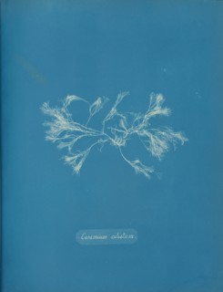 Ceramium ciliatum, ca. 1853.