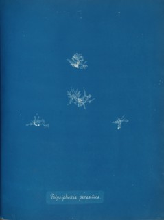 Polysiphonia parasitica, ca. 1853.