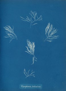 Polysiphonia fruticulosa, ca. 1853.