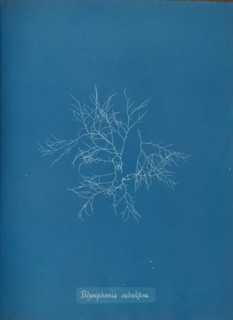 Polysiphonia subulifera, ca. 1853.
