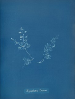 Polysiphonia Brodiæi, ca. 1853.