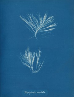 Polysiphonia urceolata, ca. 1853.