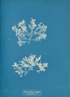Achnanthes longipes. (parasitic.), ca. 1853.