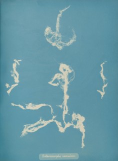 Enteromorpha ramulosa, ca. 1853.