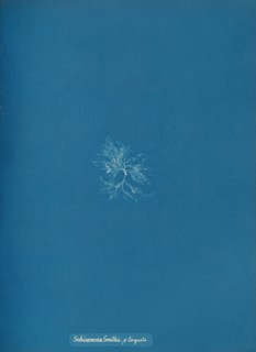 Schizonema Smithii, ß torqata, ca. 1853.