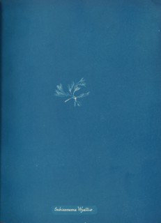 Schizonema Wyattiæ, ca. 1853.