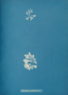 Schizonema ramosissimium, ca. 1853.