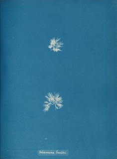Schizonema Smithii, ca. 1853.