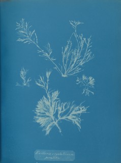 Exillaria crystallinum parasitic, ca. 1853.