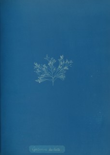 Cystoseira barbata, ca. 1853.
