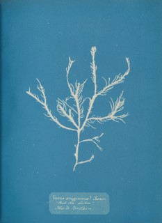 Fucus æruginosus Turner. "Med. Sea Sisbon" New to Britain., ca. 1853.
