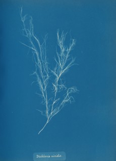 Dichloria viridis, ca. 1853.