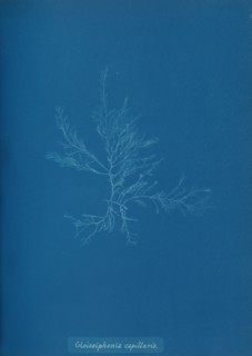 Gloisiphonia capillaris, ca. 1853.