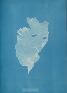 Kalymenia dubyi, ca. 1853.