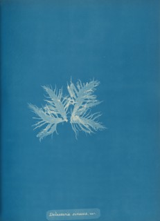 Delesseria sinvosa, var., ca. 1853.