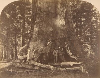 Section of Grisly Giant, Mariposa Grove, 1861.