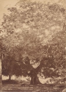 The Walnut Tree of Emperor Charles V, Yuste, 1858.