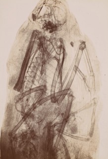 [X-Ray of the Mummy of a Raptor], 1896.