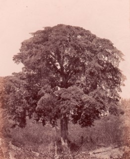 étude d'arbre, 1850-53.