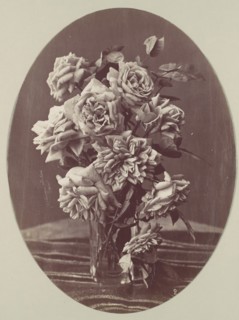 [Roses], ca. 1875.