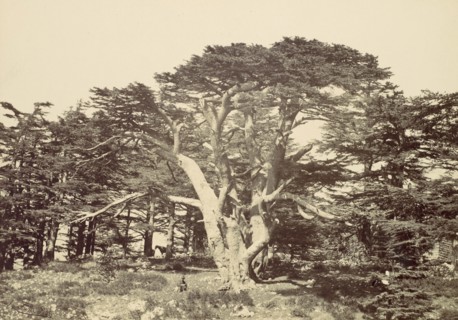 The Largest of the Cedars, Mount Lebannon, 1857.