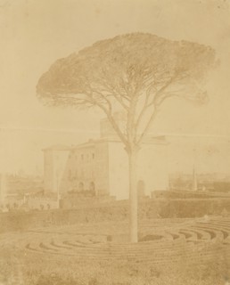 [Tree in Formal Garden Outside Palazzo], 1860s-70s.