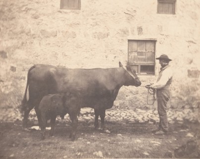 Prize Cow and Calf, ca. 1859.