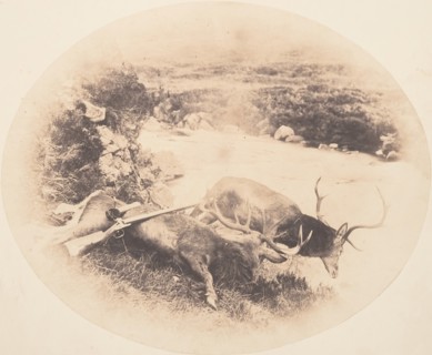 Two Stags, One Shot by Mr. Ross and the Other by Mrs. Ross, ca. 1858.