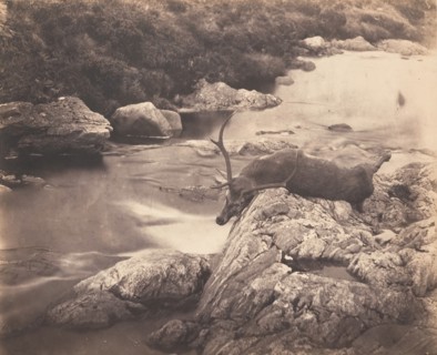 Dead Stag, ca. 1857.