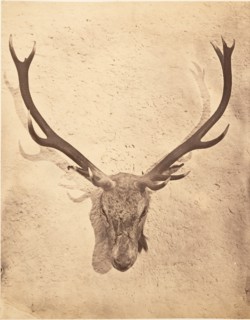 Stag Trophy Head Killed by Ned Ross, ca. 1857.