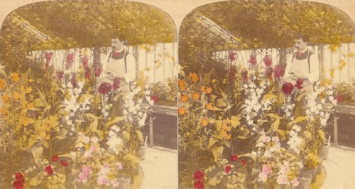 Pair of Stereograph Views of the Royal Botanic Gardens, Kew Gardens, London, England, 1850s-1910s.