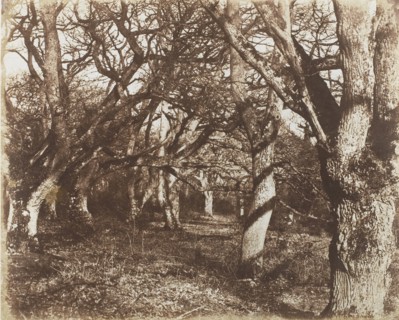 A Peep in Leigh Woods, 1853-56.