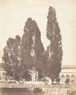Old Cypress Trees in Carthusian Convent, Rome, 1853-56.