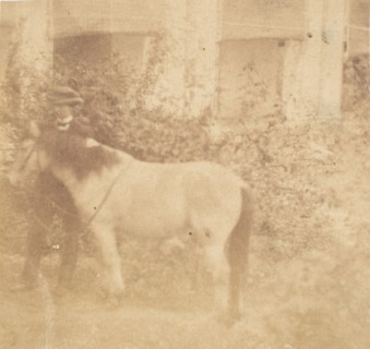 [Man and Horse, Government House, Allahabad], 1858.
