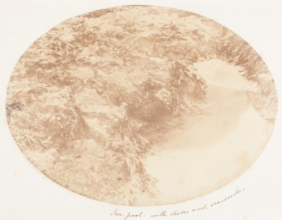 Sea Pool with Shells and Seaweeds, 1853-56.