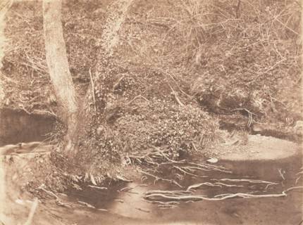 [Tree and Brush in Creek Scene], 1853-56.