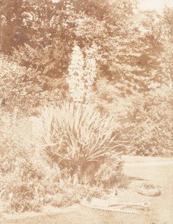 Yucca Gloriosa, 1853-56.